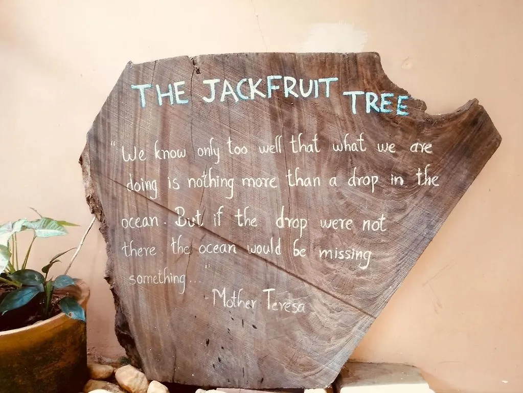 The Jackfruit Tree At Beach Bungalow Villa Kozhikode India